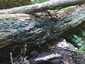 Rézrozsdaszínű csészegomba (Chlorociboria aeruginascens), Mátra